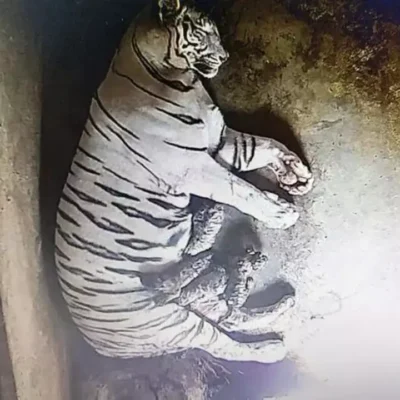 Six folks detained for the deaths of 8-year-old tigress, her 4 cubs