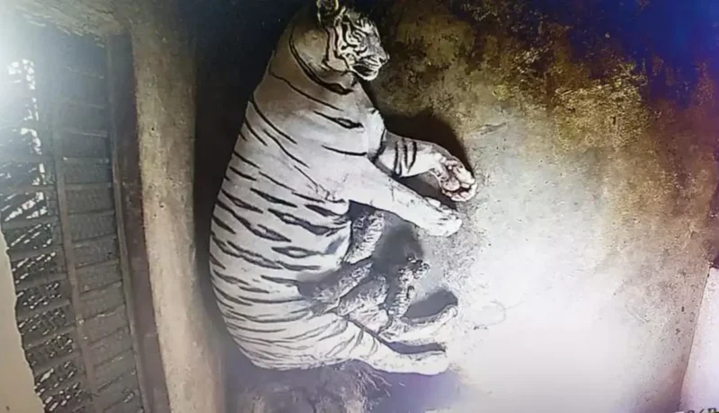 Six folks detained for the deaths of 8-year-old tigress, her 4 cubs