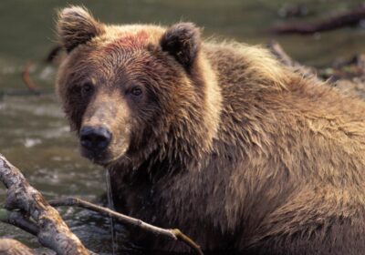 The Good, the Bad, and the Grizzly
