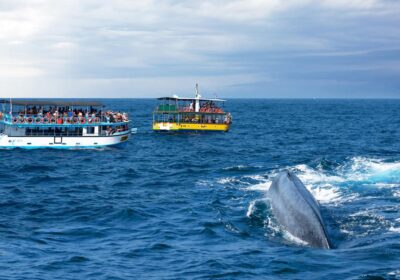 escape-to-sri-lanka:-why-november-to-april-is-the-right-time-to-identify-blue-whales-and-dolphins