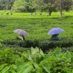 tmc-mp-alleges-centres-tea-backyard-creches-in-north-bengal-are-non-functional,-unfit-even-for-animals