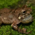 new-frog-from-meghalaya-named-after-khasi-rice-dish
