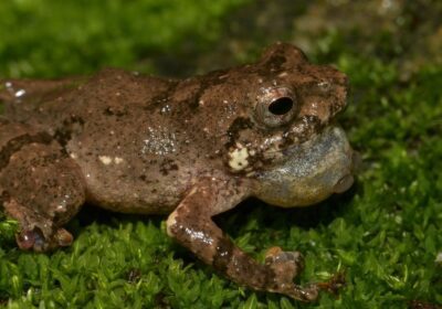 new-frog-from-meghalaya-named-after-khasi-rice-dish