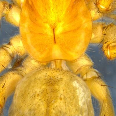 zsi-scientists-uncover-a-wolf-spider,andfourwaspspecies-from-west-bengal