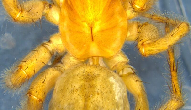 ZSI scientists uncover a wolf spider,andfourwaspspecies from West Bengal zsi-scientists-uncover-a-wolf-spider,andfourwaspspecies-from-west-bengal