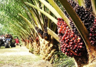 With surging demand, India emerges as Malaysia's largest importer ...